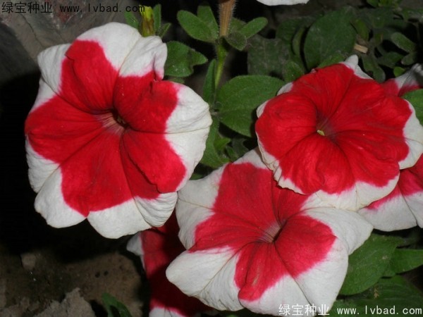 <a href='http://www.hn123.net.cn/caohuazhongzi/1017.html' target='_blank'>矮牽牛</a>種子