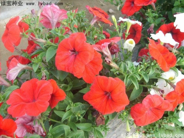 <a href='http://www.hn123.net.cn/caohuazhongzi/1017.html' target='_blank'>矮牽牛種子</a>