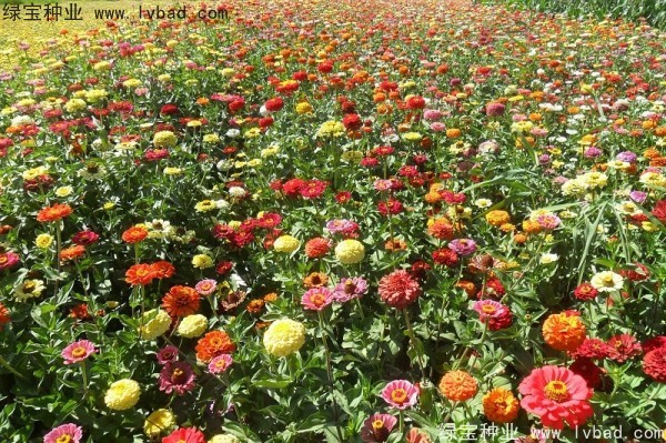 <a href='http://www.hn123.net.cn/caohuazhongzi/1020.html' target='_blank'>百日草種子</a>
