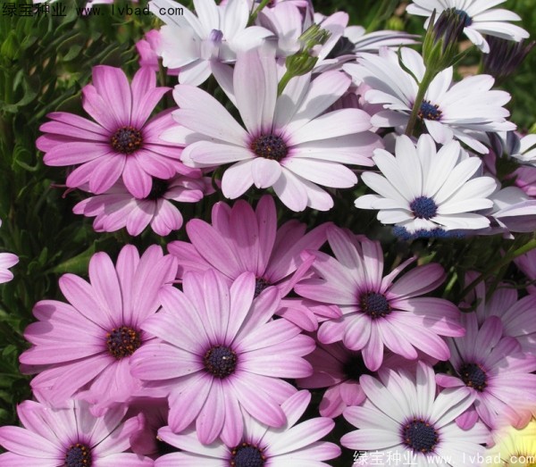 南非州<a href='http://www.hn123.net.cn/caohuazhongzi/1631.html' target='_blank'>萬壽菊</a>非洲菊.jpg