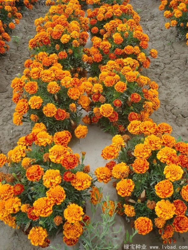 非洲萬(wàn)壽菊種子