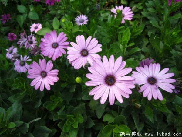 非洲萬(wàn)壽菊種子