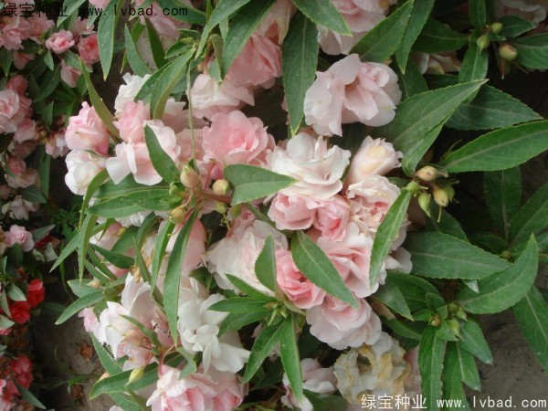 <a href='http://www.hn123.net.cn/caohuazhongzi/1655.html' target='_blank'>指甲花</a>種子