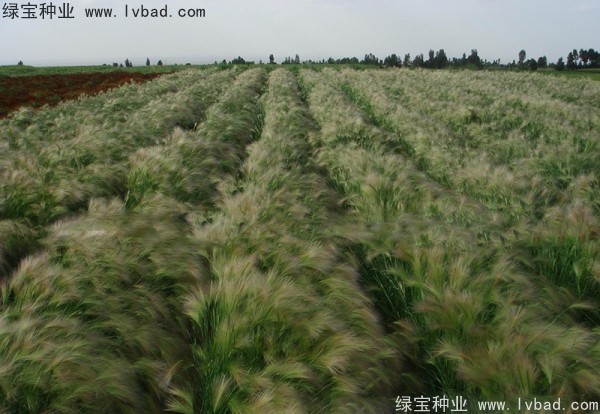 <a href='http://www.hn123.net.cn/caohuazhongzi/1055.html' target='_blank'>狗尾草種子</a>