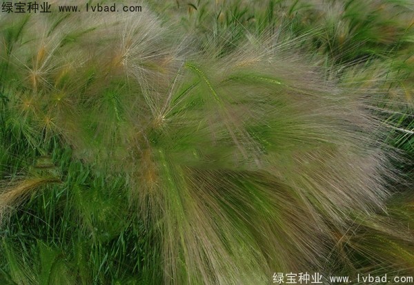 <a href='http://www.hn123.net.cn/caohuazhongzi/1055.html' target='_blank'>狗尾草</a><a href='http://www.hn123.net.cn/' target='_blank'>種子</a>