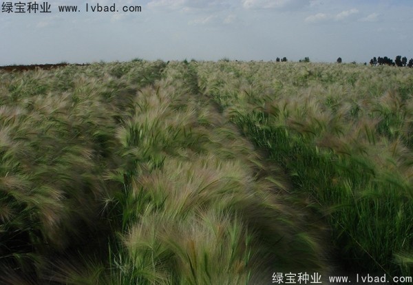 <a href='http://www.hn123.net.cn/caohuazhongzi/1055.html' target='_blank'>狗尾草種子</a>