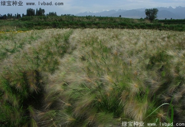 <a href='http://www.hn123.net.cn/caohuazhongzi/1055.html' target='_blank'>狗尾草</a><a href='http://www.hn123.net.cn/' target='_blank'>種子</a>