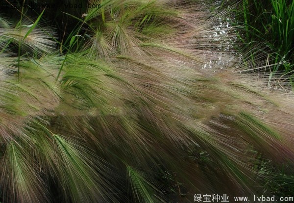 <a href='http://www.hn123.net.cn/caohuazhongzi/1055.html' target='_blank'>狗尾草種子</a>