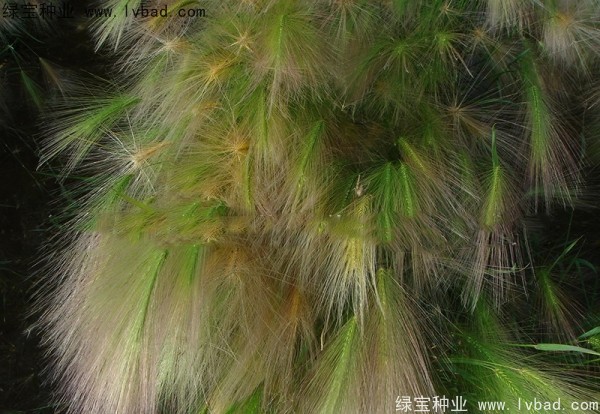 狗尾草<a href='http://www.hn123.net.cn/' target='_blank'>種子</a>