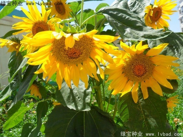 <a href='http://www.hn123.net.cn/caohuazhongzi/1057.html' target='_blank'>觀賞向日葵種子</a>