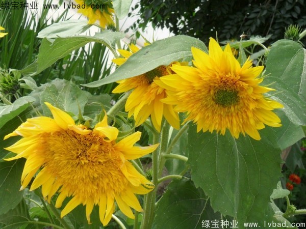 觀賞<a href='http://www.hn123.net.cn/caohuazhongzi/97271.html' target='_blank'>向日葵種子</a>