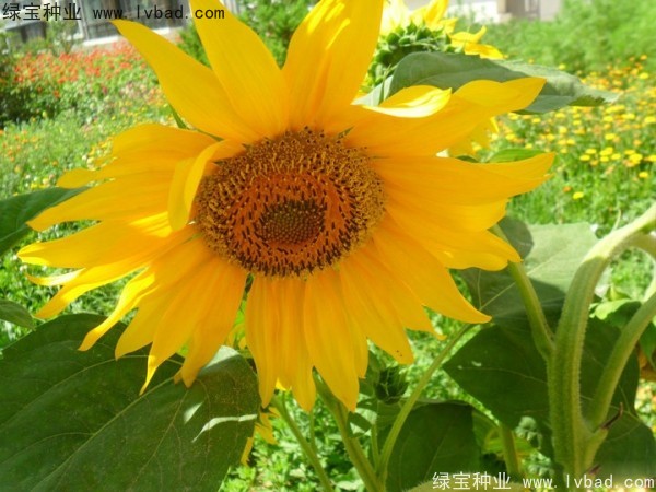 觀賞<a href='http://www.hn123.net.cn/caohuazhongzi/97271.html' target='_blank'>向日葵</a>種子