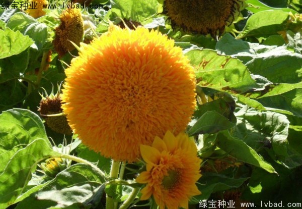 <a href='http://www.hn123.net.cn/caohuazhongzi/1057.html' target='_blank'>觀賞向日葵</a><a href='http://www.hn123.net.cn/' target='_blank'>種子</a>