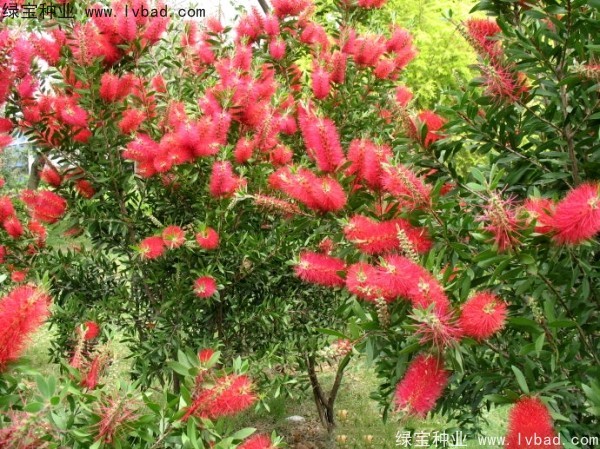 <a href='http://www.hn123.net.cn/caohuazhongzi/1065.html' target='_blank'>紅千層種子</a>