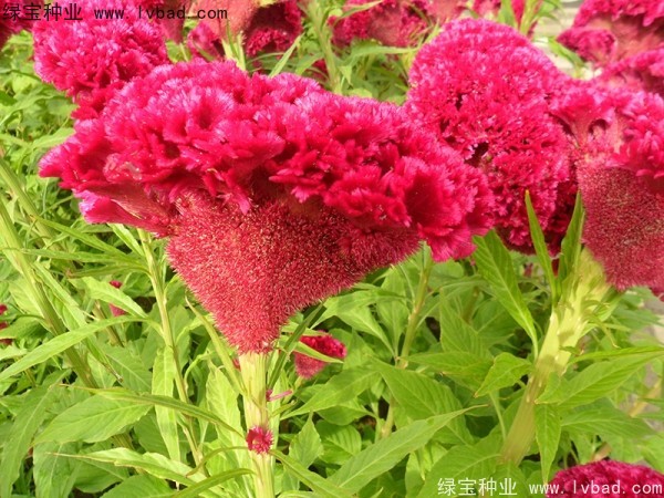 火焰<a href='http://www.hn123.net.cn/caohuazhongzi/1076.html' target='_blank'>雞冠花</a>