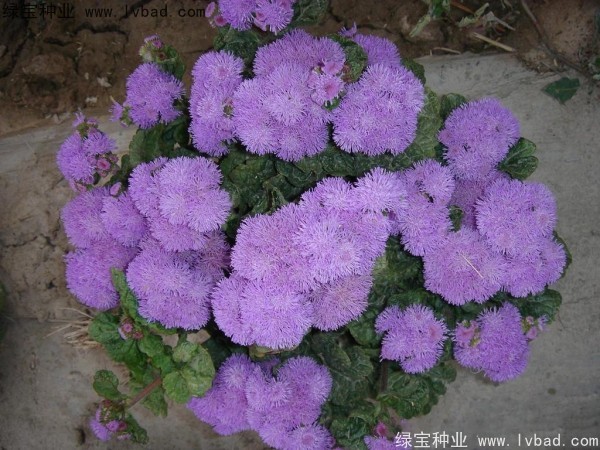 藿香薊種子