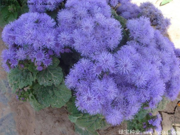 藿香薊種子