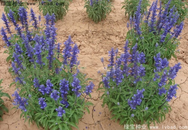 藍(lán)花鼠尾草圖片