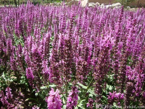 藍(lán)花鼠尾草圖片