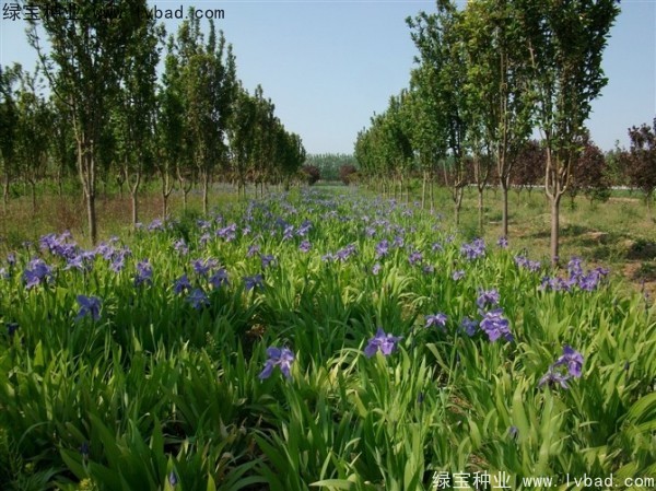藍(lán)花鳶尾圖片