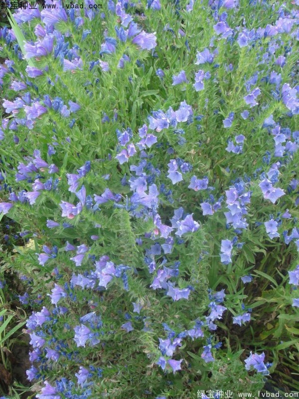 藍薊種子