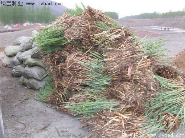 <a href='http://www.hn123.net.cn/shuicaozhongzi/1587.html' target='_blank'>蘆葦種子</a>