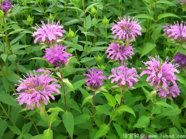 美國<a href='http://www.hn123.net.cn/caohuazhongzi/1023.html' target='_blank'>薄荷種子</a>