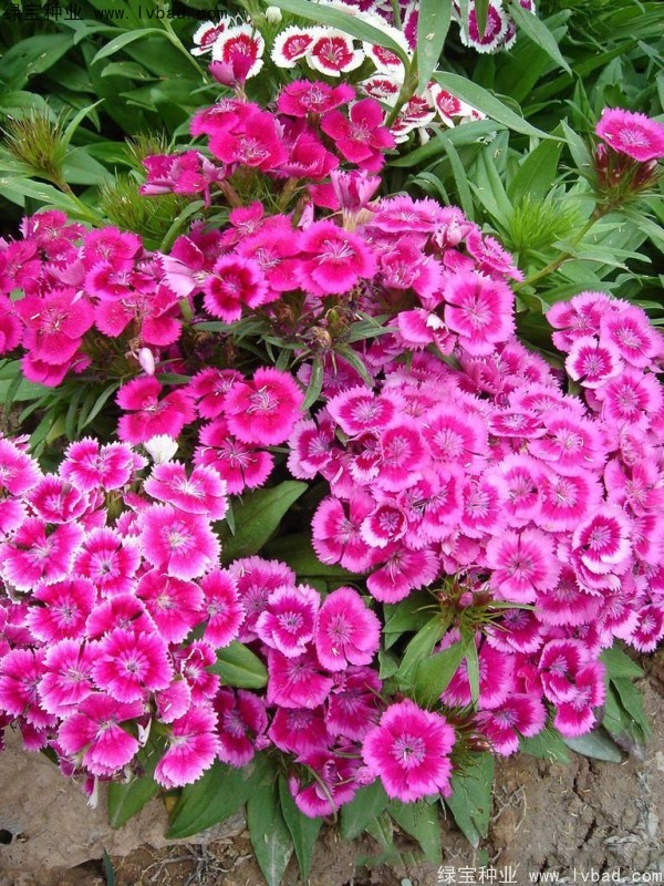 美國(guó)石竹<a href='http://www.hn123.net.cn/' target='_blank'>種子</a>