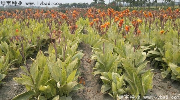 <a href='http://www.hn123.net.cn/caohuazhongzi/1601.html' target='_blank'>美人蕉種子</a>
