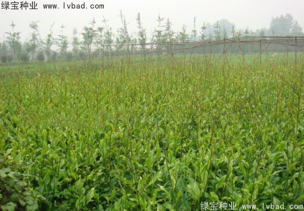 <a href='http://www.hn123.net.cn/caohuazhongzi/1601.html' target='_blank'>美人蕉</a><a href='http://www.hn123.net.cn/' target='_blank'>種子</a>
