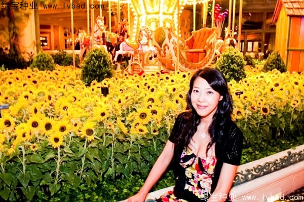 迷你<a href='http://www.hn123.net.cn/caohuazhongzi/97271.html' target='_blank'>向日葵</a>圖片