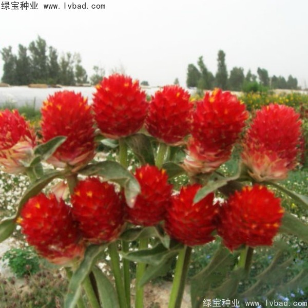 <a href='http://www.hn123.net.cn/caohuazhongzi/1611.html' target='_blank'>千日紅</a><a href='http://www.hn123.net.cn/' target='_blank'>種子</a>