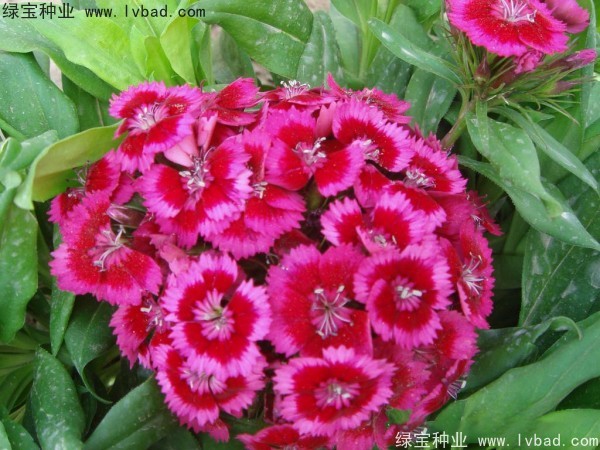 <a href='http://www.hn123.net.cn/caohuazhongzi/1632.html' target='_blank'>五彩石竹種子</a>