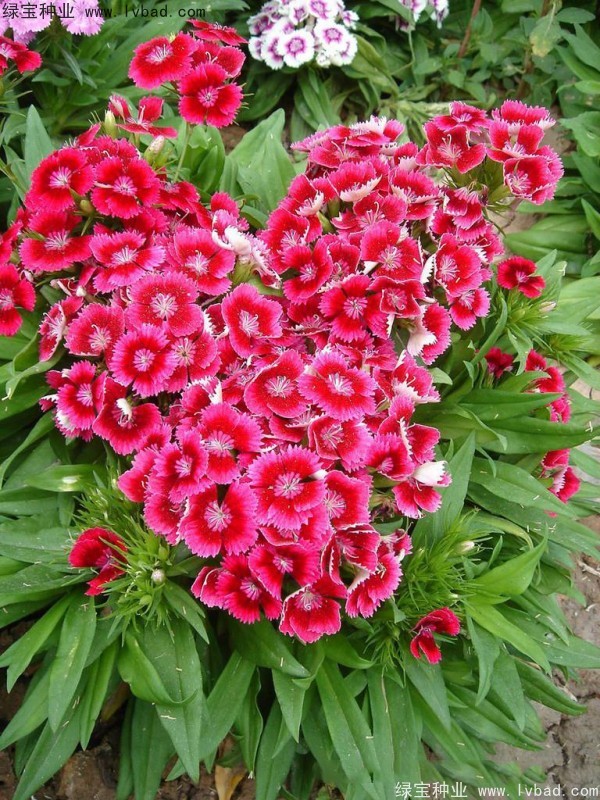 五彩<a href='http://www.hn123.net.cn/caohuazhongzi/97045.html' target='_blank'>石竹種子</a>
