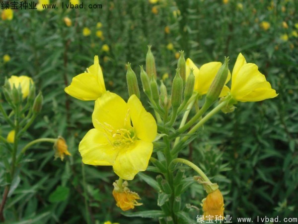<a href='http://www.hn123.net.cn/caohuazhongzi/1649.html' target='_blank'>夜來(lái)香種子</a>