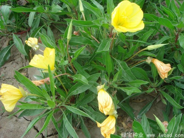 <a href='http://www.hn123.net.cn/caohuazhongzi/1649.html' target='_blank'>夜來(lái)香</a><a href='http://www.hn123.net.cn/' target='_blank'>種子</a>