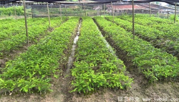 <a href='http://www.hn123.net.cn/linmuzhongzi/2194.html' target='_blank'>香榧種子</a>