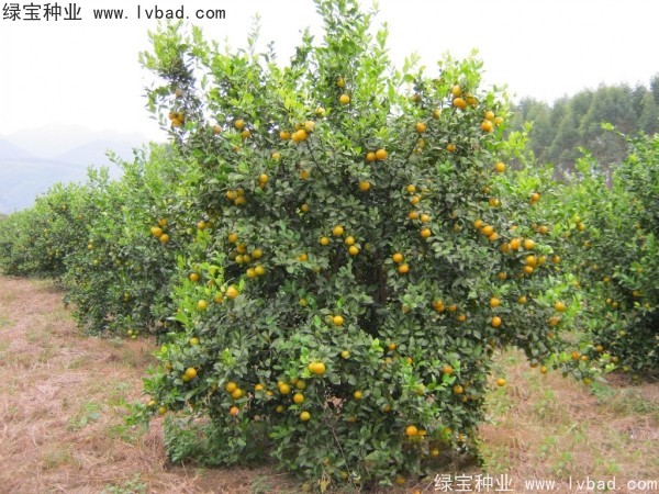 <a href='http://www.hn123.net.cn/linmuzhongzi/2195.html' target='_blank'>橄欖種子</a>