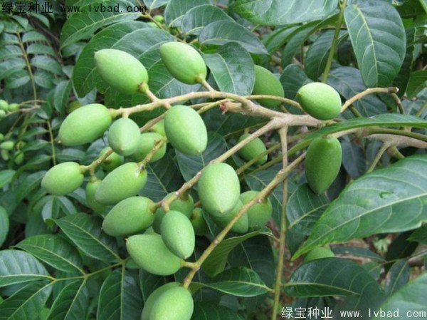 <a href='http://www.hn123.net.cn/linmuzhongzi/2195.html' target='_blank'>橄欖種子</a>