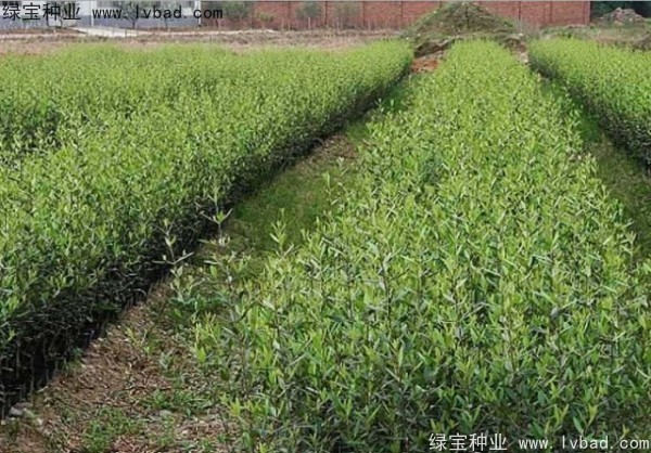 <a href='http://www.hn123.net.cn/linmuzhongzi/2195.html' target='_blank'>橄欖種子</a>