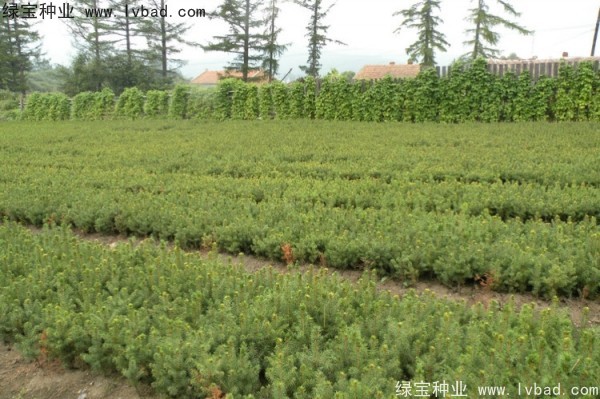 <a href='http://www.hn123.net.cn/linmuzhongzi/2196.html' target='_blank'>紅松種子</a>