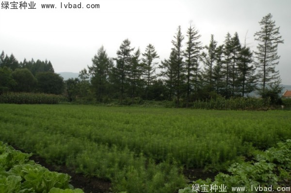 <a href='http://www.hn123.net.cn/linmuzhongzi/2196.html' target='_blank'>紅松</a><a href='http://www.hn123.net.cn/' target='_blank'>種子</a>