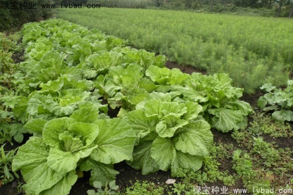<a href='http://www.hn123.net.cn/linmuzhongzi/2196.html' target='_blank'>紅松</a>種子