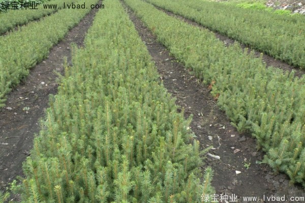 <a href='http://www.hn123.net.cn/linmuzhongzi/2196.html' target='_blank'>紅松種子</a>