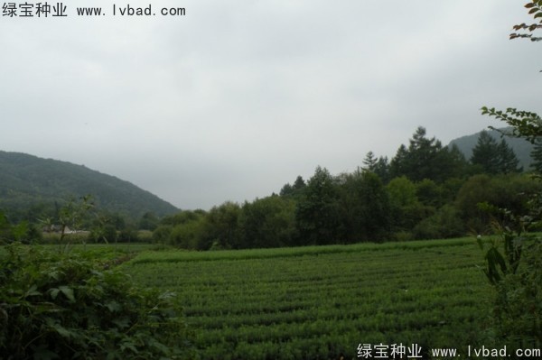 <a href='http://www.hn123.net.cn/linmuzhongzi/2196.html' target='_blank'>紅松種子</a>