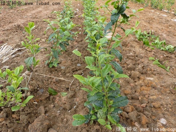 <a href='http://www.hn123.net.cn/linmuzhongzi/2198.html' target='_blank'>茶樹種子</a>