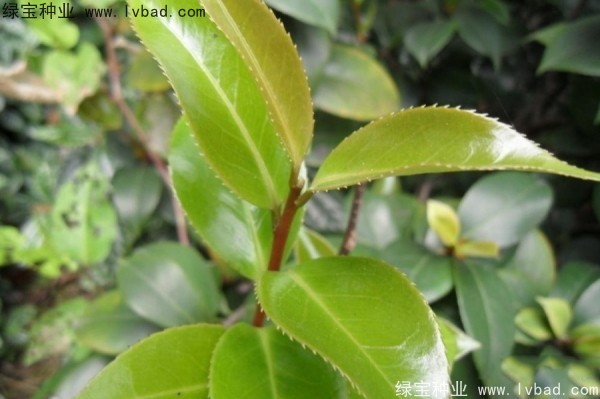 <a href='http://www.hn123.net.cn/linmuzhongzi/2198.html' target='_blank'>茶樹種子</a>