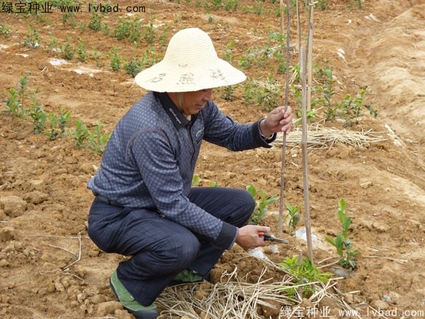 <a href='http://www.hn123.net.cn/linmuzhongzi/2198.html' target='_blank'>茶樹種子</a>