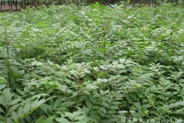 <a href='http://www.hn123.net.cn/linmuzhongzi/2199.html' target='_blank'>黃柏</a><a href='http://www.hn123.net.cn/' target='_blank'>種子</a>