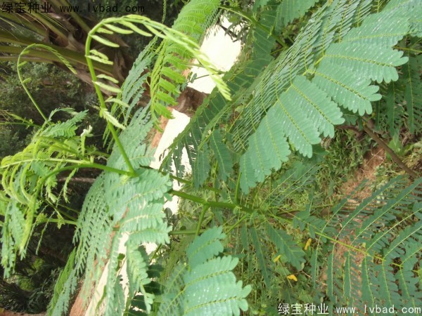 <a href='http://www.hn123.net.cn/linmuzhongzi/2204.html' target='_blank'>鳳凰木</a><a href='http://www.hn123.net.cn/' target='_blank'>種子</a>